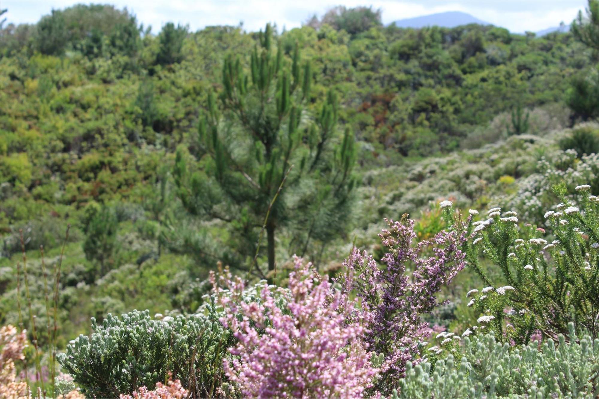 Misty Mountain Reserve Stormsrivier Exterior foto
